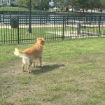 Keeping pets in Alpena safe during summer heat