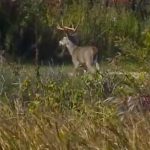 Michigan Hunters Now Required to Report Deer Online