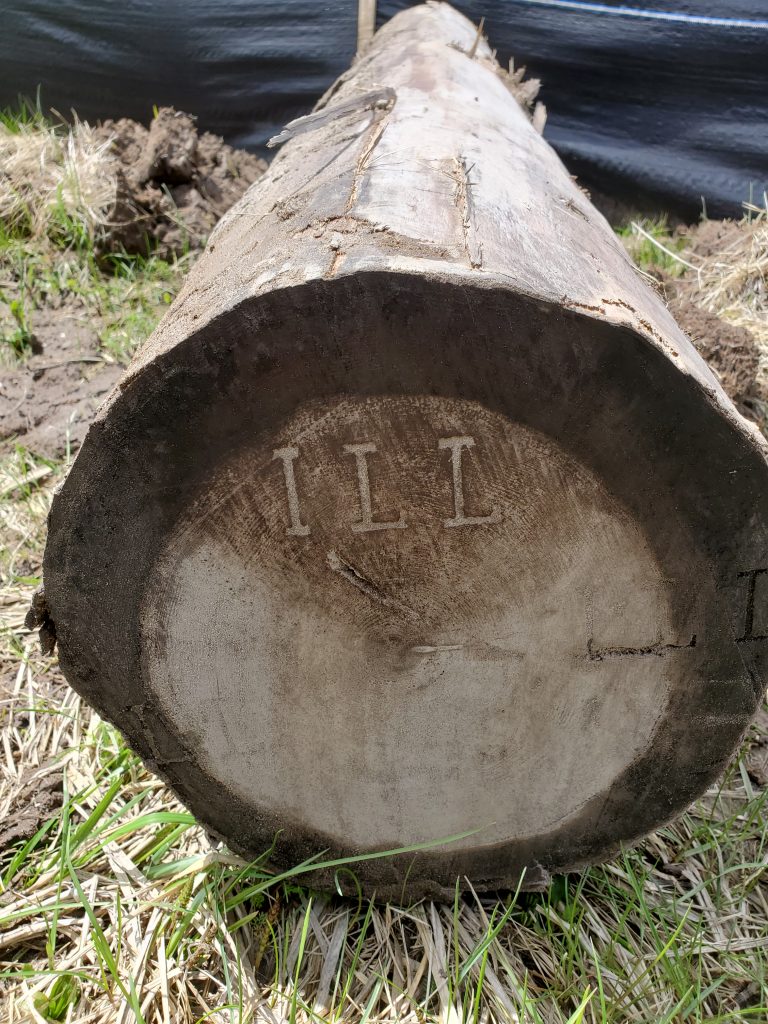 A log from Alpena's lumber era