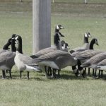 Total of 98 Geese Taken During All Three Alpena Goose Hunts