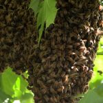 Honey Bees Invade Alpena Man’s Front Yard